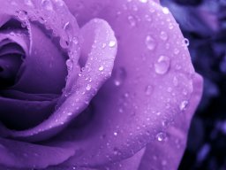 Purple_Rose419