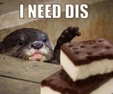 Amy_The_Otter