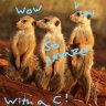 MeerCatsRAmazing