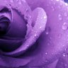 Purple_Rose419