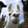 outragedllama