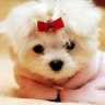 chocolatepuppy25
