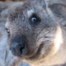 RockDassie