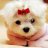chocolatepuppy25