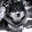 GuardianWolfe